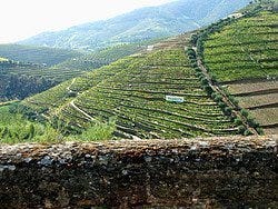 Valle del Duero, viñedos