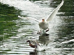 Bois de Boulogne, Swan chasing duck