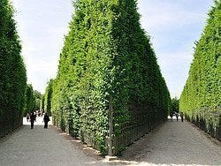 Gardens of Versailles, labyrinth