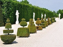 Gardens of Versailles, hedgerow of bushes and statues