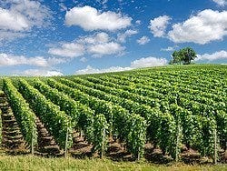 Viñedos de la región de Champagne