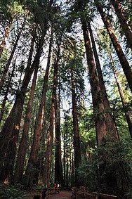 Muir Woods, secuoyas gigantes