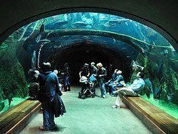 Academia de las Ciencias, acuario
