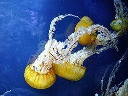 Acuario de la Bahia, medusas