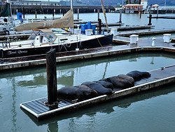 Fisherman's Wharf, leones marinos