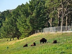 Golden Gate Park