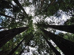 Muir Woods
