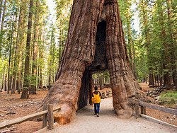 Yosemite y sus secuoyas gigantes