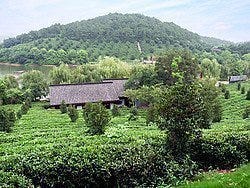 Hangzhou, plantación de té