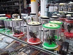 Curiosas mascotas en el Mercado de Pájaros y Flores