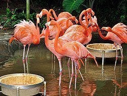 Jurong Bird Park, flamencos