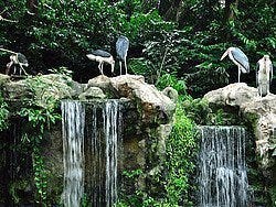 Jurong Bird Park