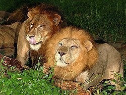 Leones en el Safari Nocturno