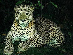 Leopardo en el Safari Nocturno