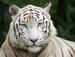 Tigre blanco en el Zoo de Singapur