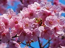 Primavera en Tokio, cerezos en flor