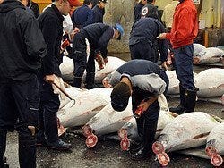 Mercado de Tsukiji, subasta atunes