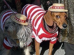 Dogs dressed up as gondoliers