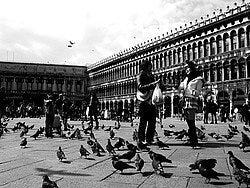 Pigeons in Piazza San Marco