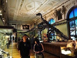 Museo de Historia Natural, dinosaurios
