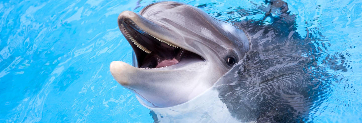 encuentro con delfines roatan