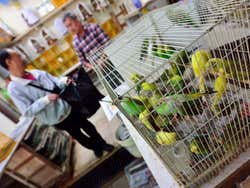 Mercados dos pássaros