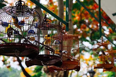 Mercado dos PÃ¡ssaros