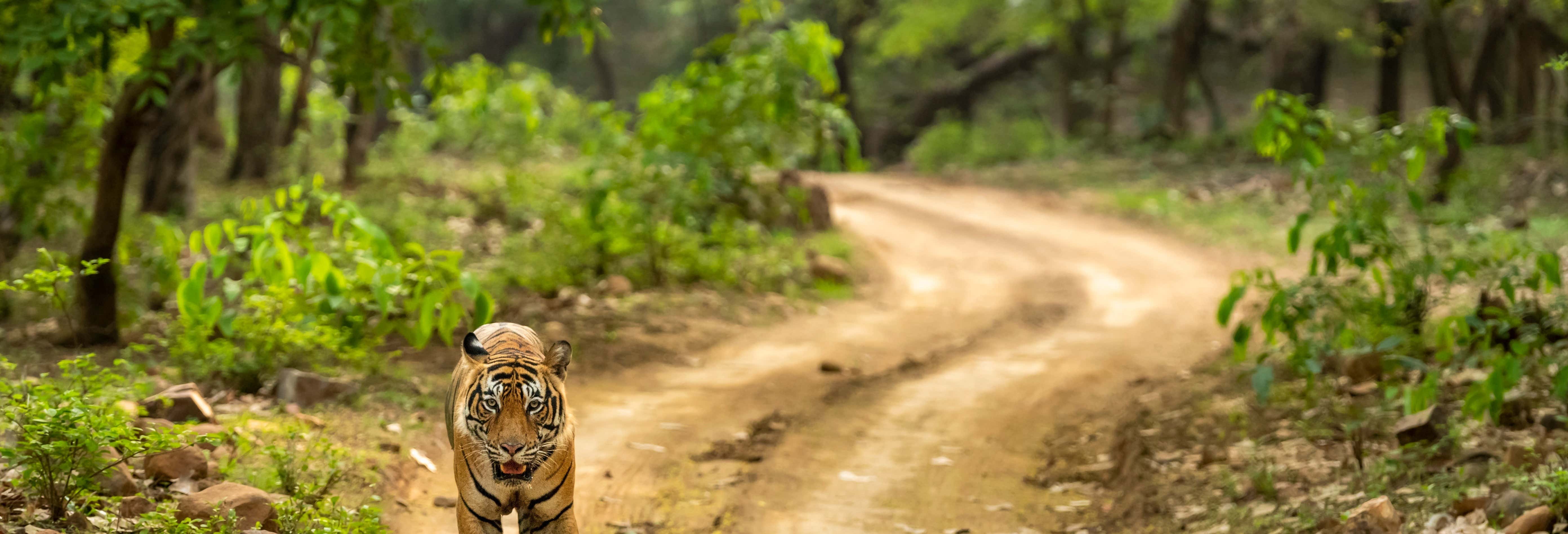 Tour 8 días Triángulo de Oro + Ranthambore