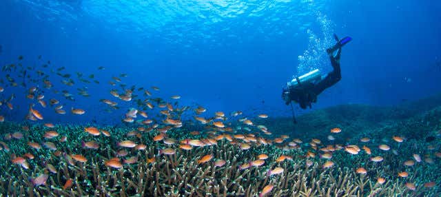 Mergulho em Nusa Penida