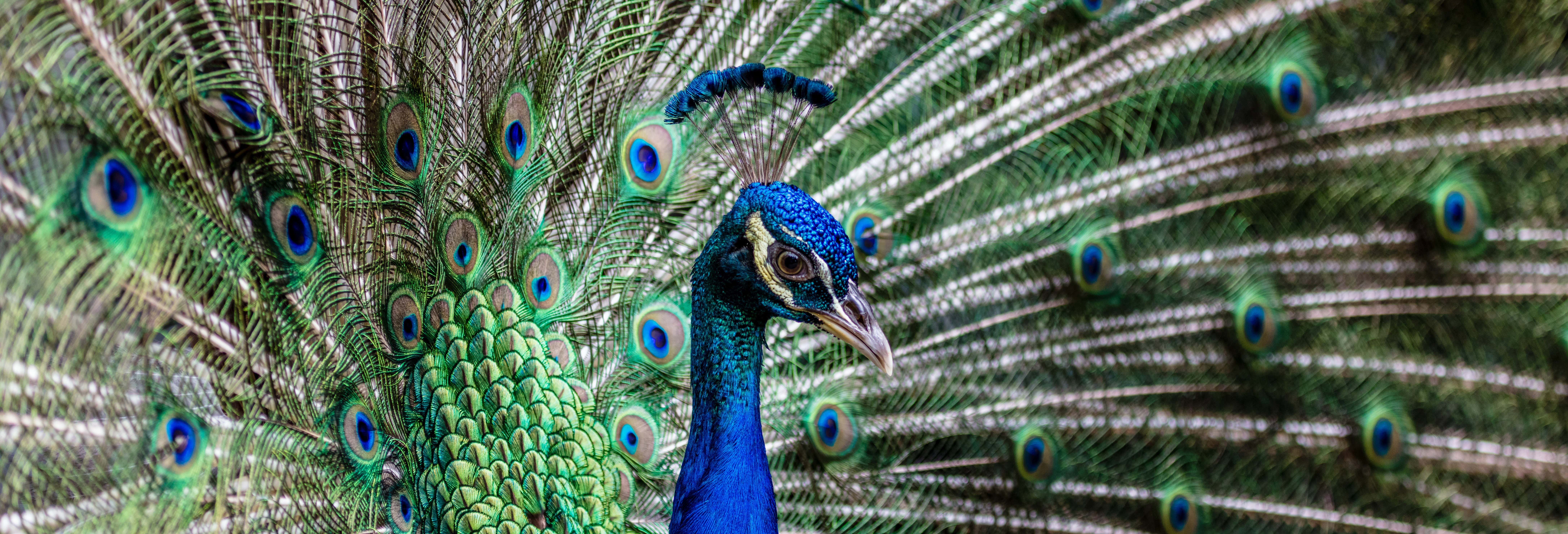 Entrada a Bali Bird Park
