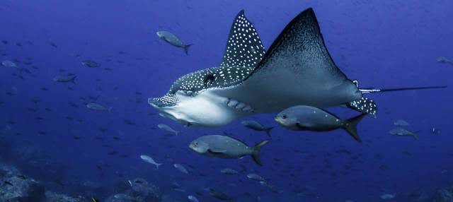 Excursión a Nusa Penida + Baño con mantarrayas