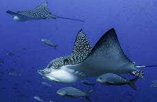 Excursión a Nusa Penida + Baño con mantarrayas