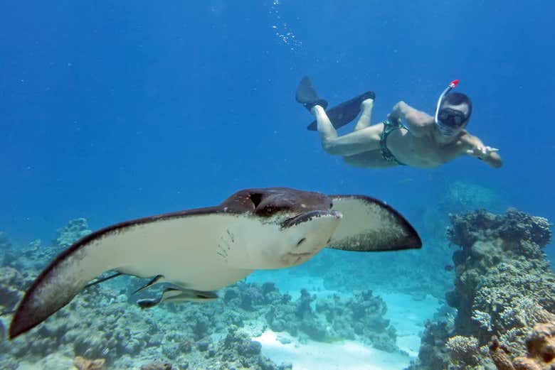 Excursion  Nusa  Penida  Plong e avec des raies  depuis Bali