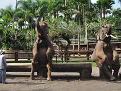 Espectáculo de elefantes en Elephant Safari Park Lodge