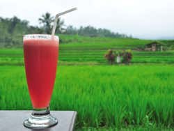 Tomando um suco de melancia perto dos campos de arroz