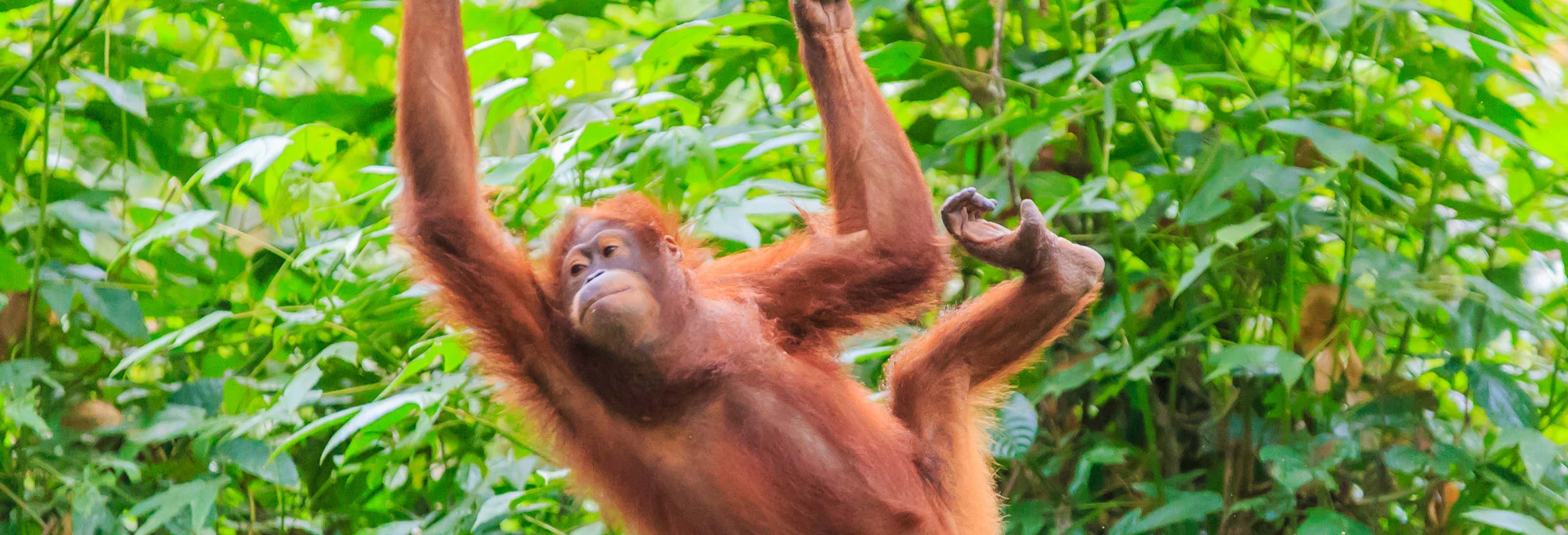 Borneo Cruise and Orangutan Sighting