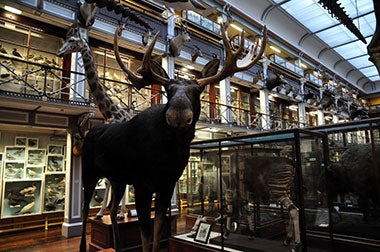 musée d'histoire naturelle dublin