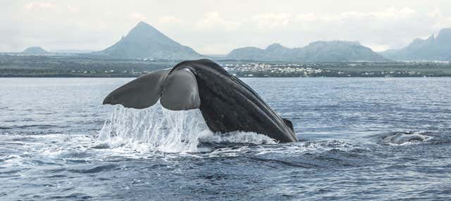 Avistamento de baleias no Rio Negro