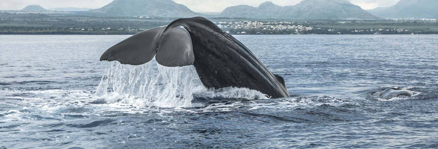 Avistamento de baleias no Rio Negro