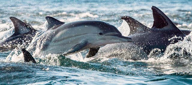 Nado com golfinhos no Rio Negro