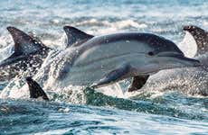 Nado com golfinhos no Rio Negro