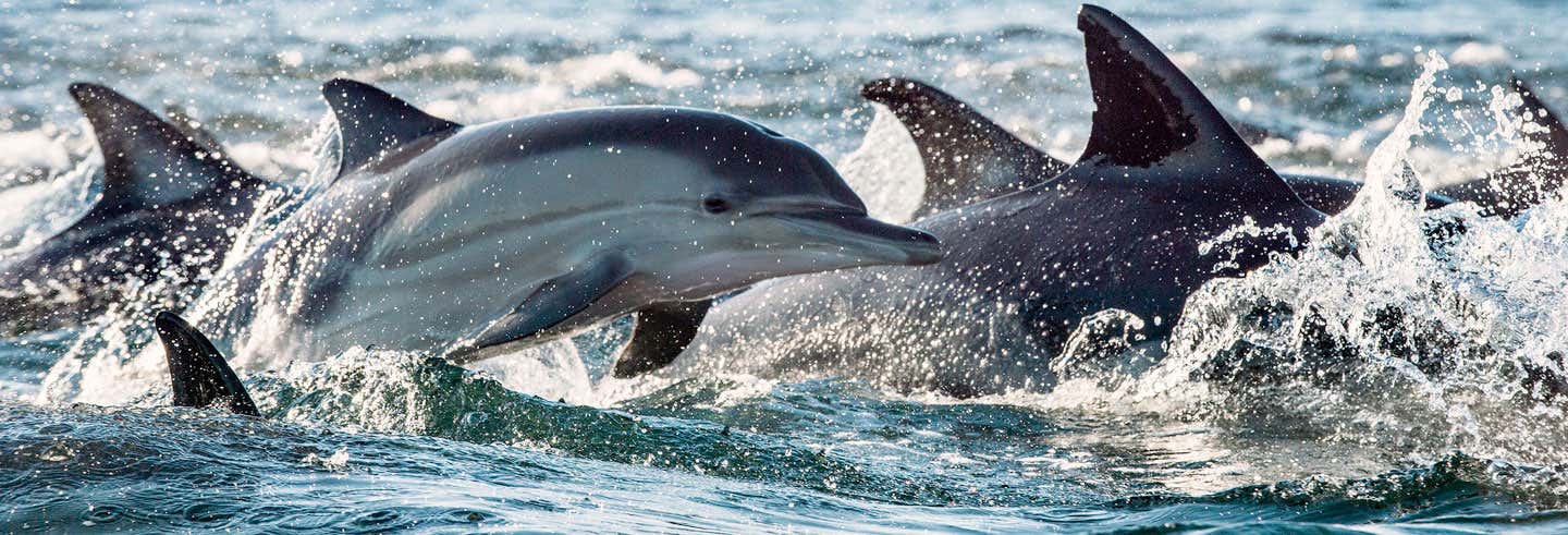 Nado com golfinhos no Rio Negro