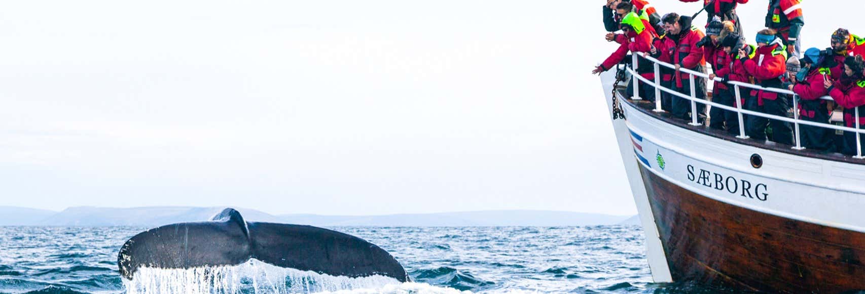 Avistamiento de ballenas y frailecillos