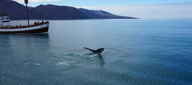 Observation de baleines