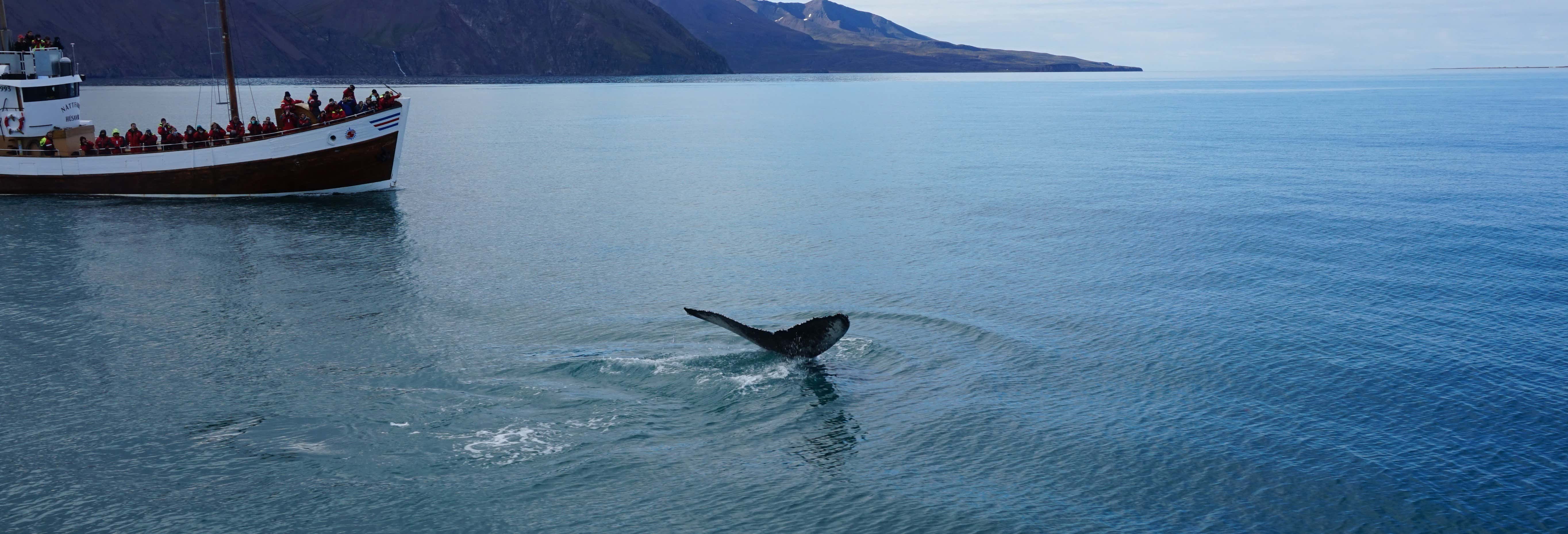 Observation De Baleines à Húsavík - Réservez Sur Civitatis.com