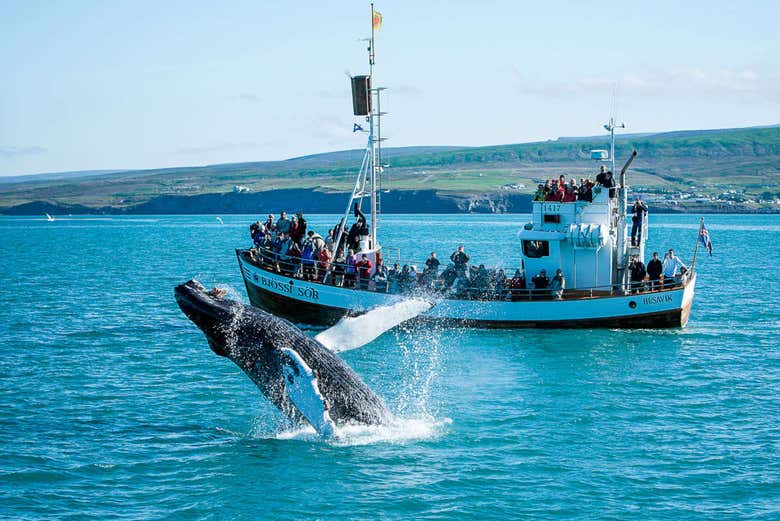 ,Avistamiento de Ballenas desde Husavik