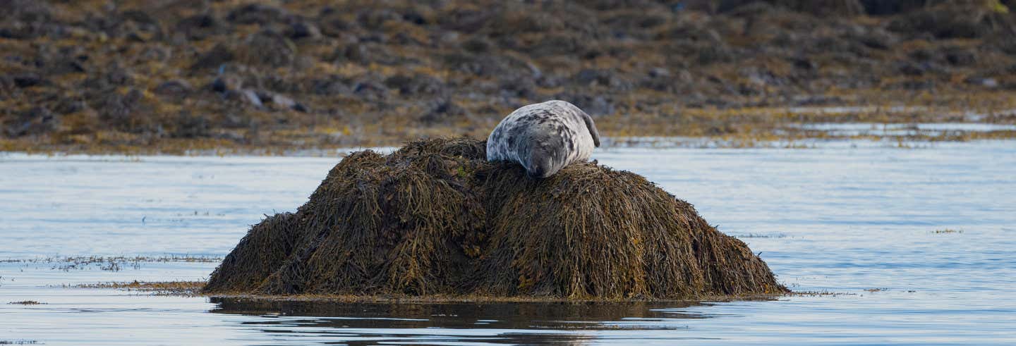 Paseo en barco por la bahía de Isafjordur