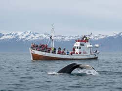 Avistamiento de ballenas en Húsavík
