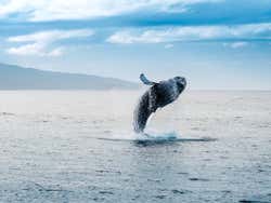 Ballena en Islandia