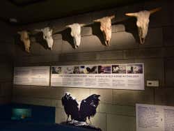 Caveiras no The Settlement Exhibition